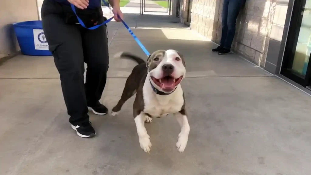 7 Real Rescue Dog Moments That Prove Loyalty Runs Deeper Than We Ever Expect