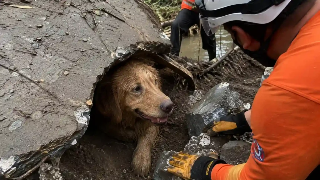 Buried under concrete near a flooded river, her bark was the only clue.