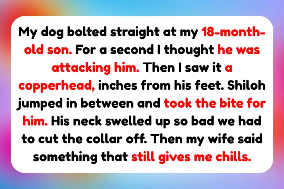 7 Real Rescue Dog Moments That Prove Loyalty Runs Deeper Than We Ever Expect